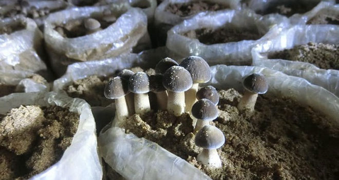 Trang trại nấm trong container vận chuyển: Mọi điều cần biết về việc trồng nấm trong container vận chuyển